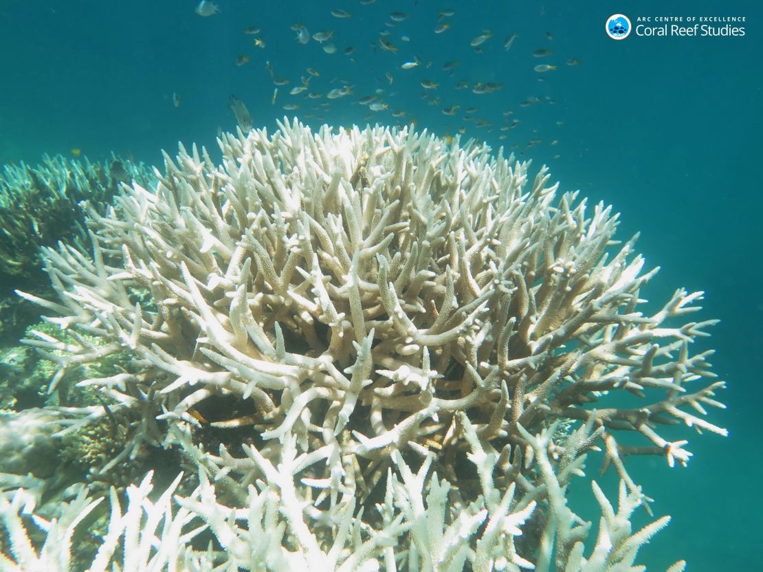 Bleached staghorn coral on the Great Barrier Reef in photo taken in 2016.