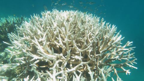 Bleached staghorn coral on the Great Barrier Reef in photo taken in 2016.