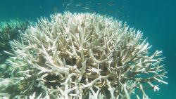 Bleached staghorn coral on the Great Barrier Reef