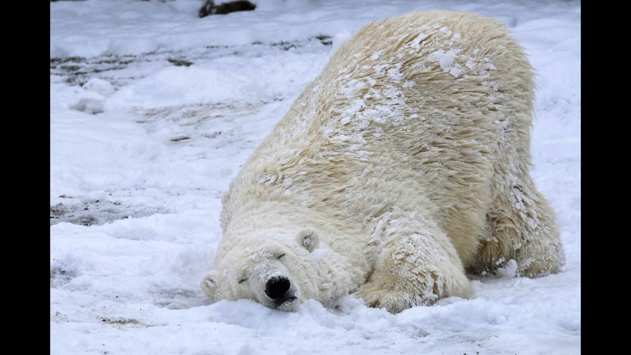 A polar bear named Nan enjoys the snow Tuesday, March 14, at the Brookfield Zoo in Brookfield, Illinois.
