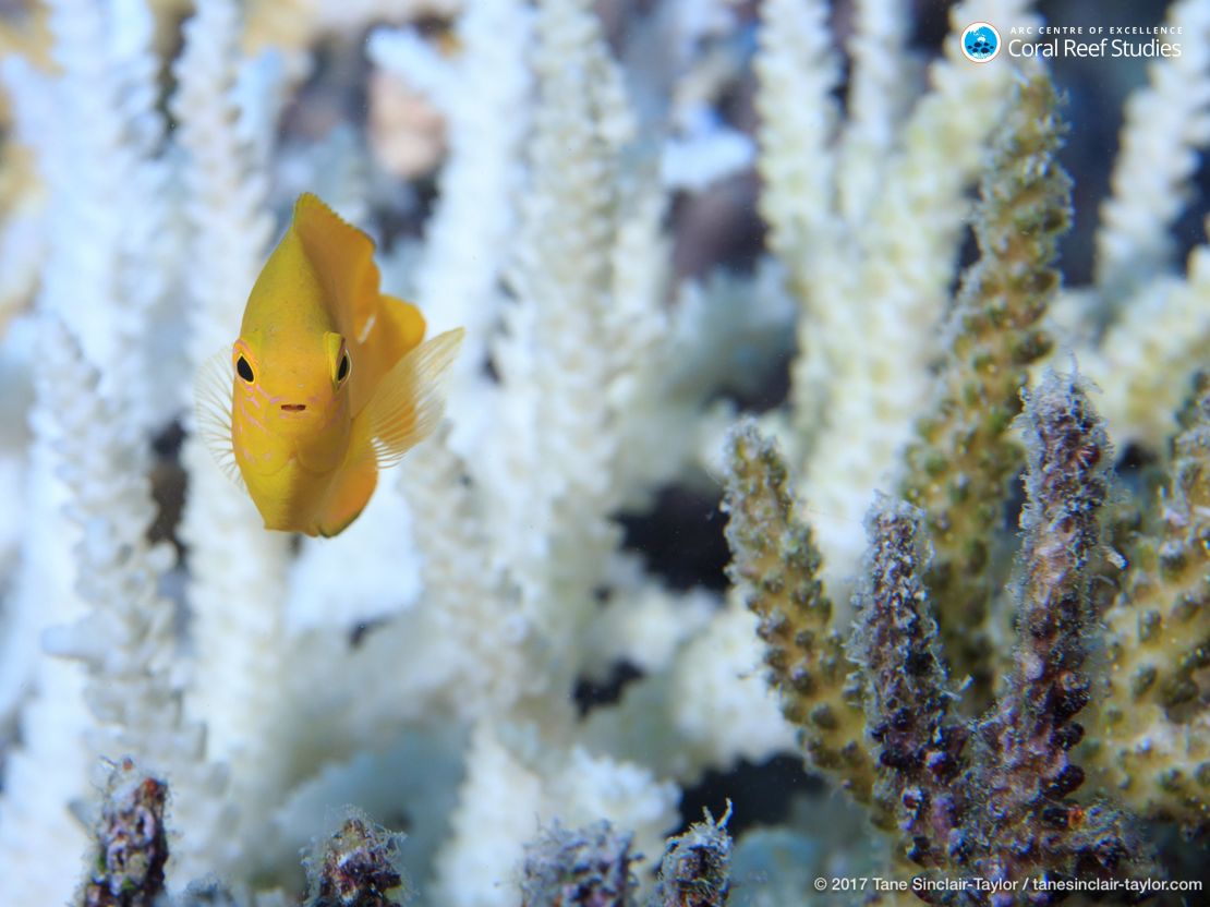 Many reef fishes depend on the habitat provided by healthy coral.