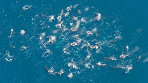 A "super group" of humpback whales are spotted west of Crayfish Factory on the west coast of the Cape Peninsula, South Africa.