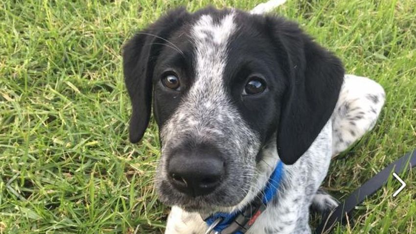 10-month-old bearded collie/German short haired pointer cross Grizz who was shot dead at Auckland Airport on Friday morning.