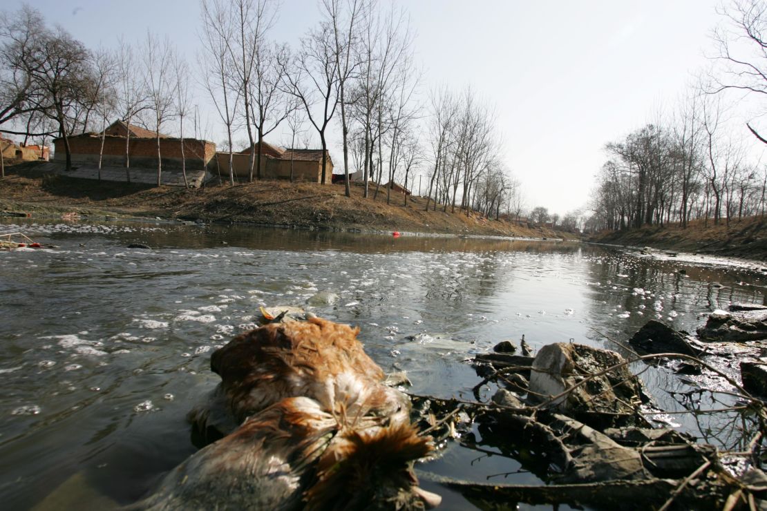 A dead chicken floats in the severely polluted waters near Wanggou Village, upstream from Dawu Village on the Ying River.