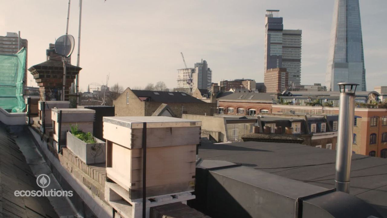 urban beekeeper_00005109.jpg