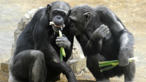 tokyo zoos - tama zoo - chimpanzees