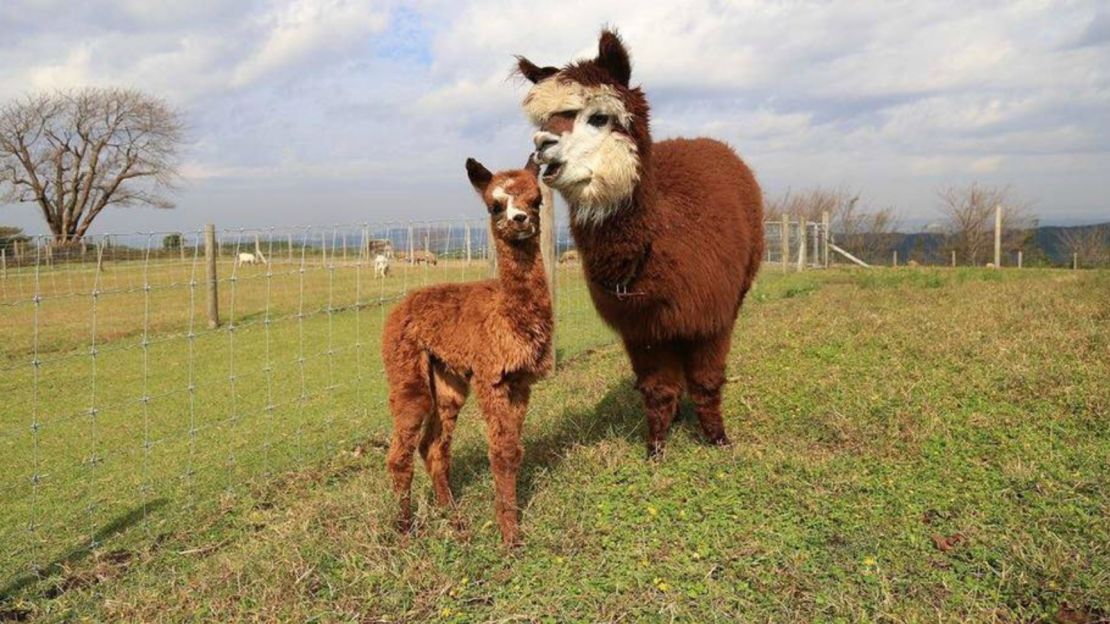 A word in your ear. Alpacas at Mother Farm.