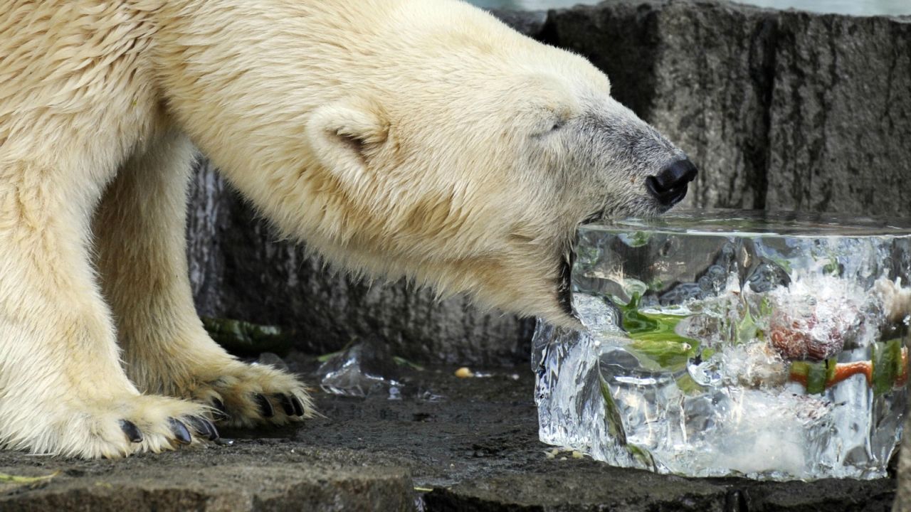 Even the animals get ice treats during the height of summer at Ueno Zoo.