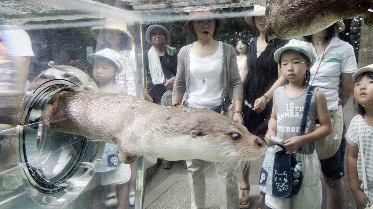 Otter delight. Feeding time for these charming aquatic mammals at Ueno Zoo.
