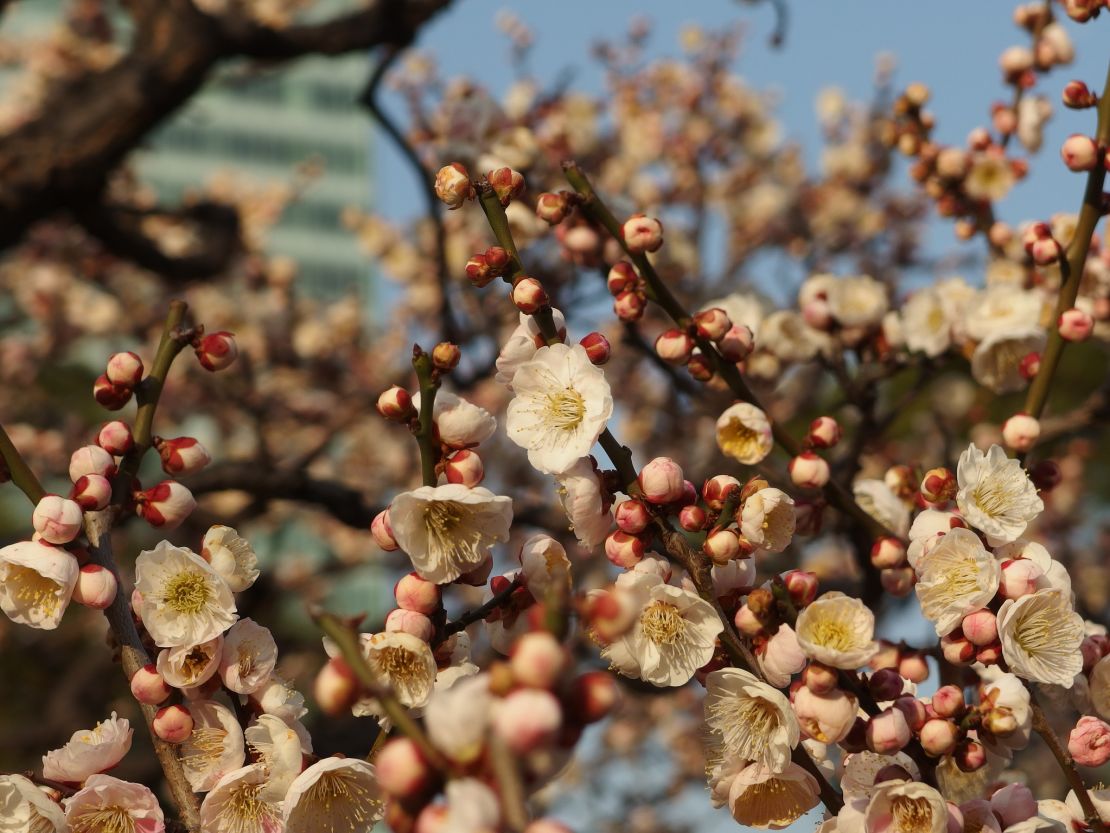 Spot the early plum blossoms in Kyu Shiba Rikyu.
