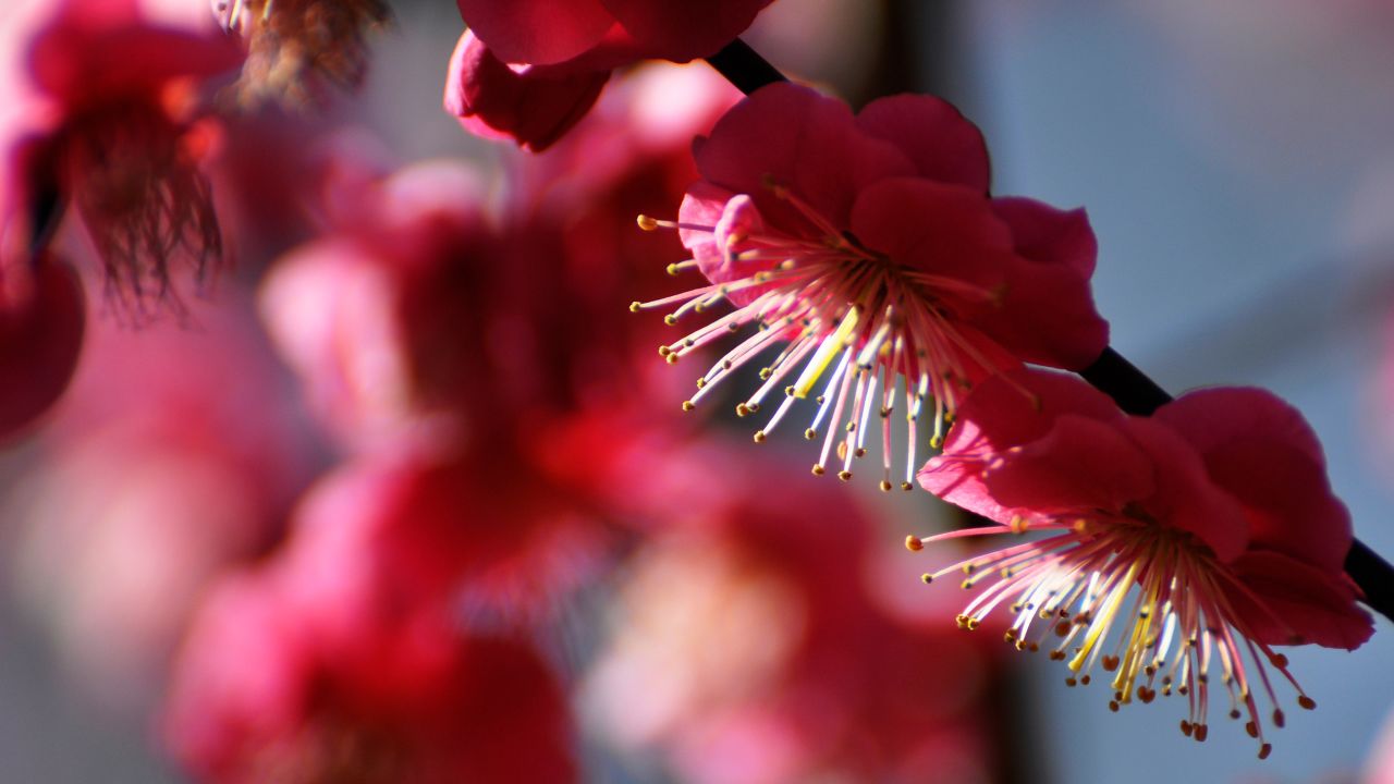 Plum blossoms in Japan: 10 best places to see them | CNN