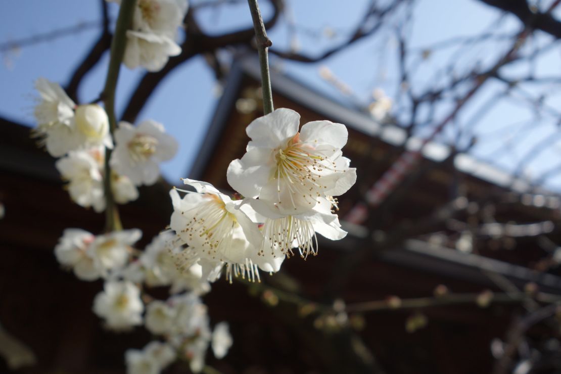 Go write your wishes university applicants, and let these beautiful plum blossoms help your anxiety melt away.