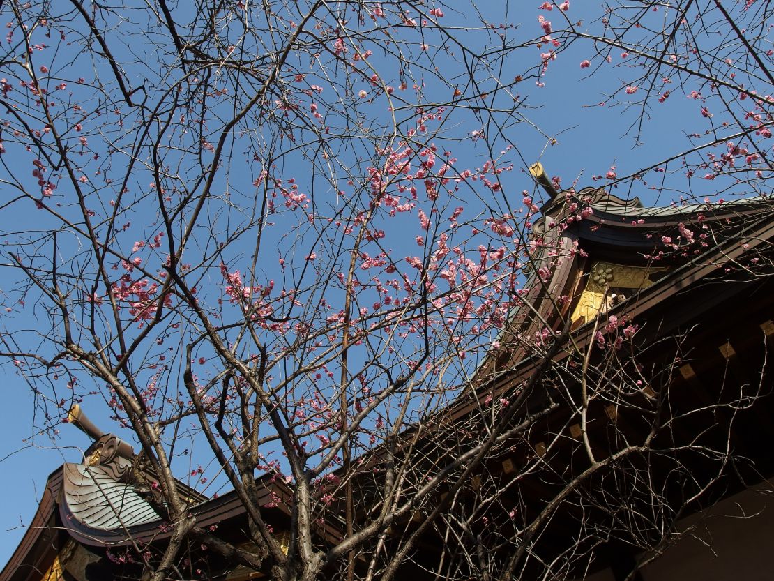 Plum blossoms adorn the shrine buildings.