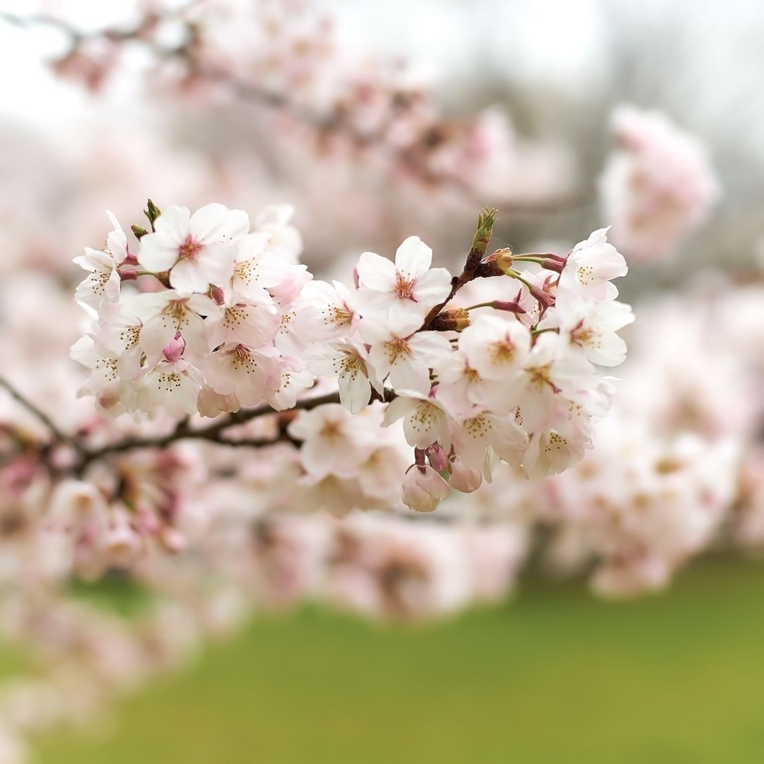 A Japanese plum tree blooms.
