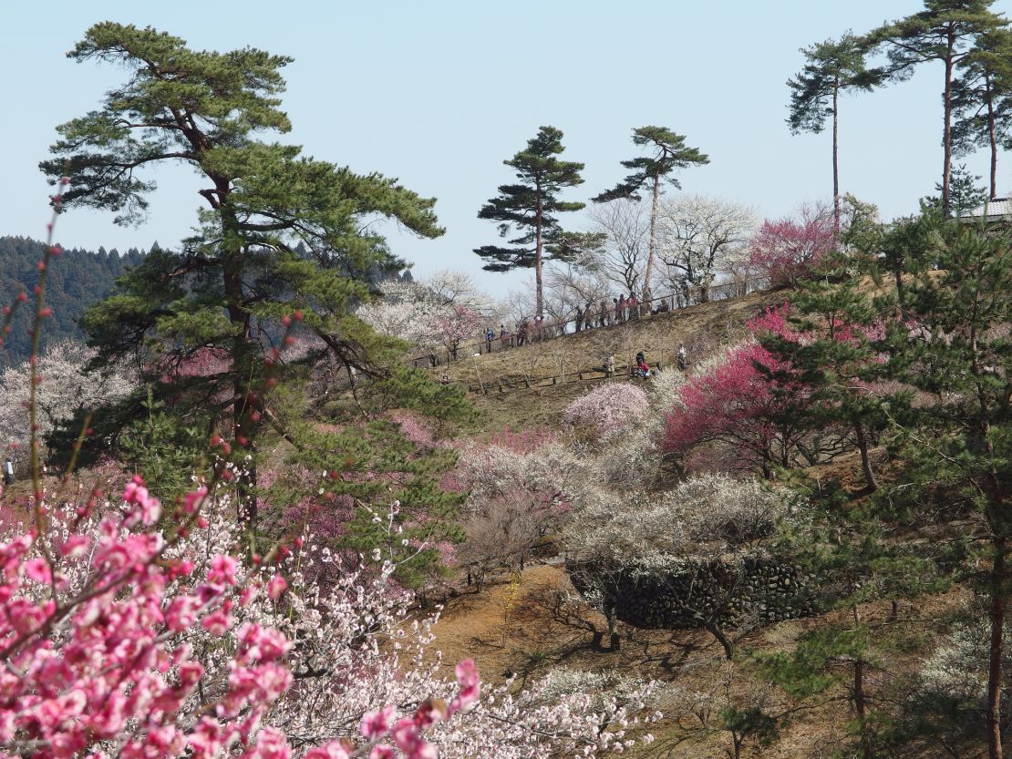 Roll down the hills with the blossoms in Ome-shi.