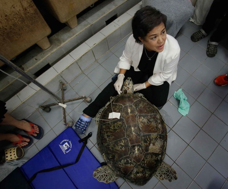 Thailand Piggy Bank turtle dies after coin surgery CNN