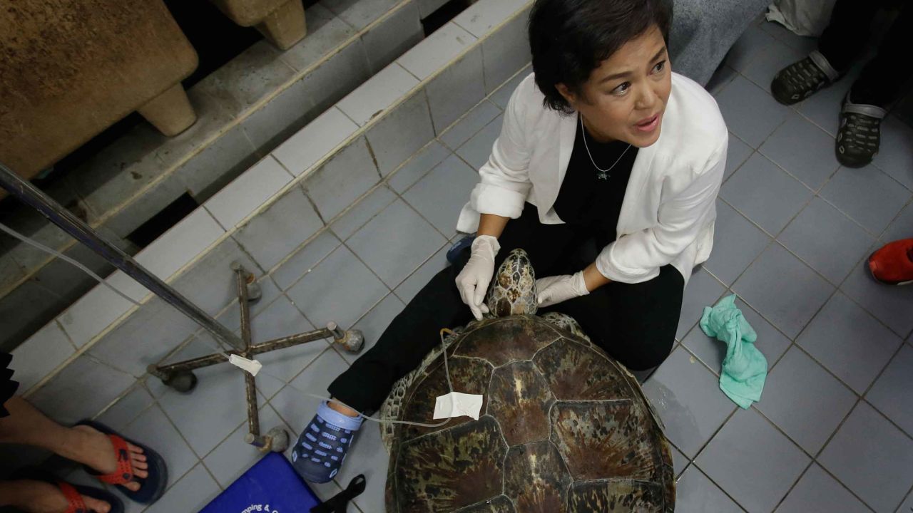 Nantarika Chansue, head of 
Chulalongkorn University's aquatic animal research center, with "Piggy Bank"