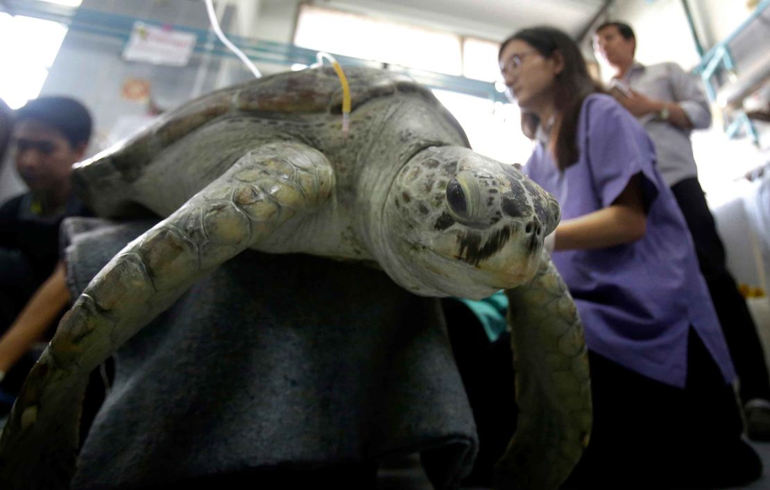 The 25-year-old green sea turtle was treated by vets at the Chulalongkorn University in Bangkok.