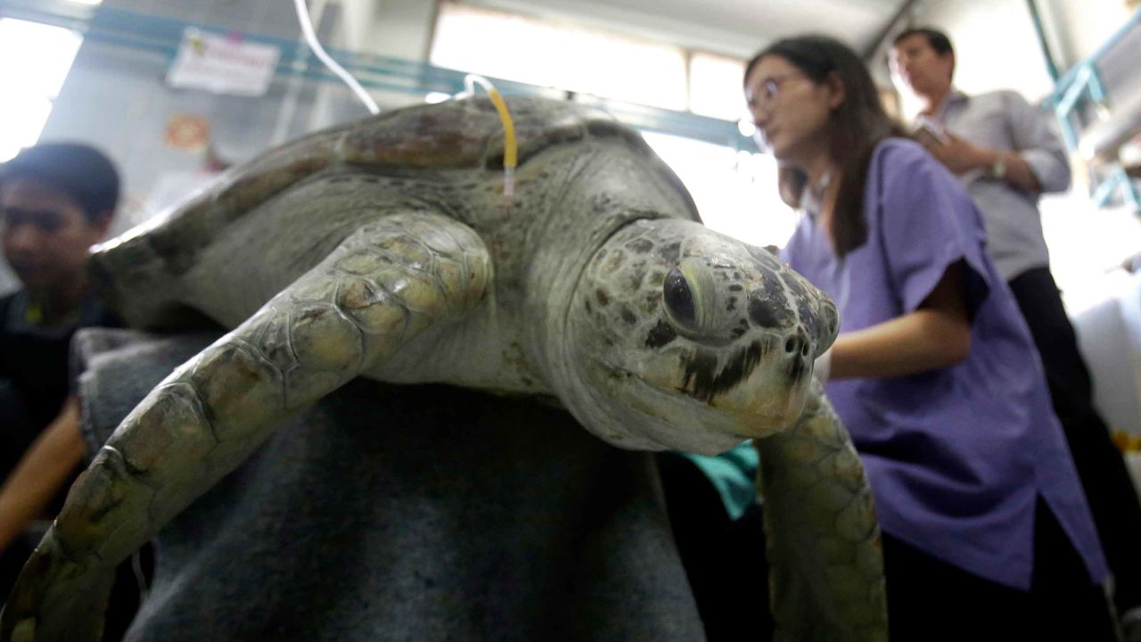 The 25-year-old green sea turtle was treated by vets at the Chulalongkorn University in Bangkok.