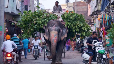 An Indian mahout uses an elephant to transport leaves along a street  in Amritsar on June 30, 2015. The country is home to around 25,000 Asian elephants but their numbers are dwindling mainly due to poaching and the destruction of their habitats by human populations. AFP PHOTO/ NARINDER NANU        (Photo credit should read NARINDER NANU/AFP/Getty Images)