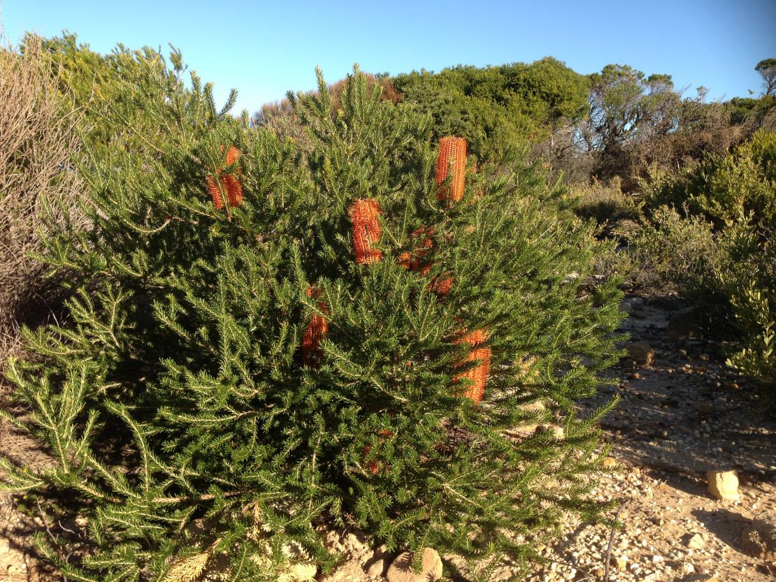 Admire the native Banksia on the Henry Head Circuit.