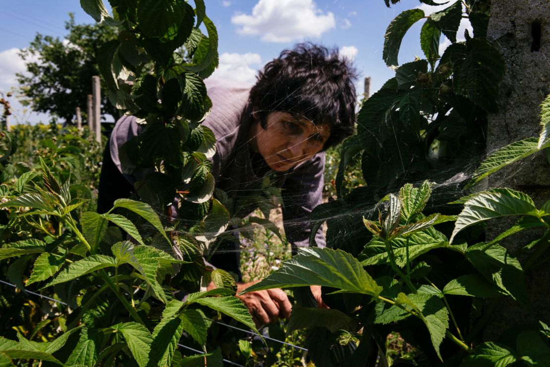Pictured, a Bulgarian organic farmer picks raspberries at a farm near the southern village of Trud.