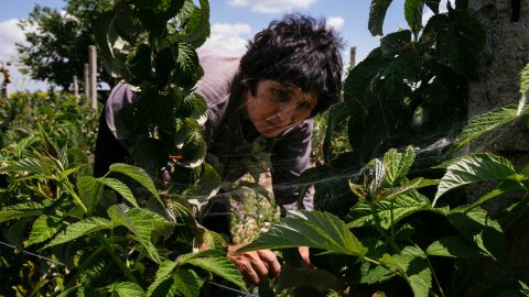 Pictured, a Bulgarian organic farmer picks raspberries at a farm near the southern village of Trud.