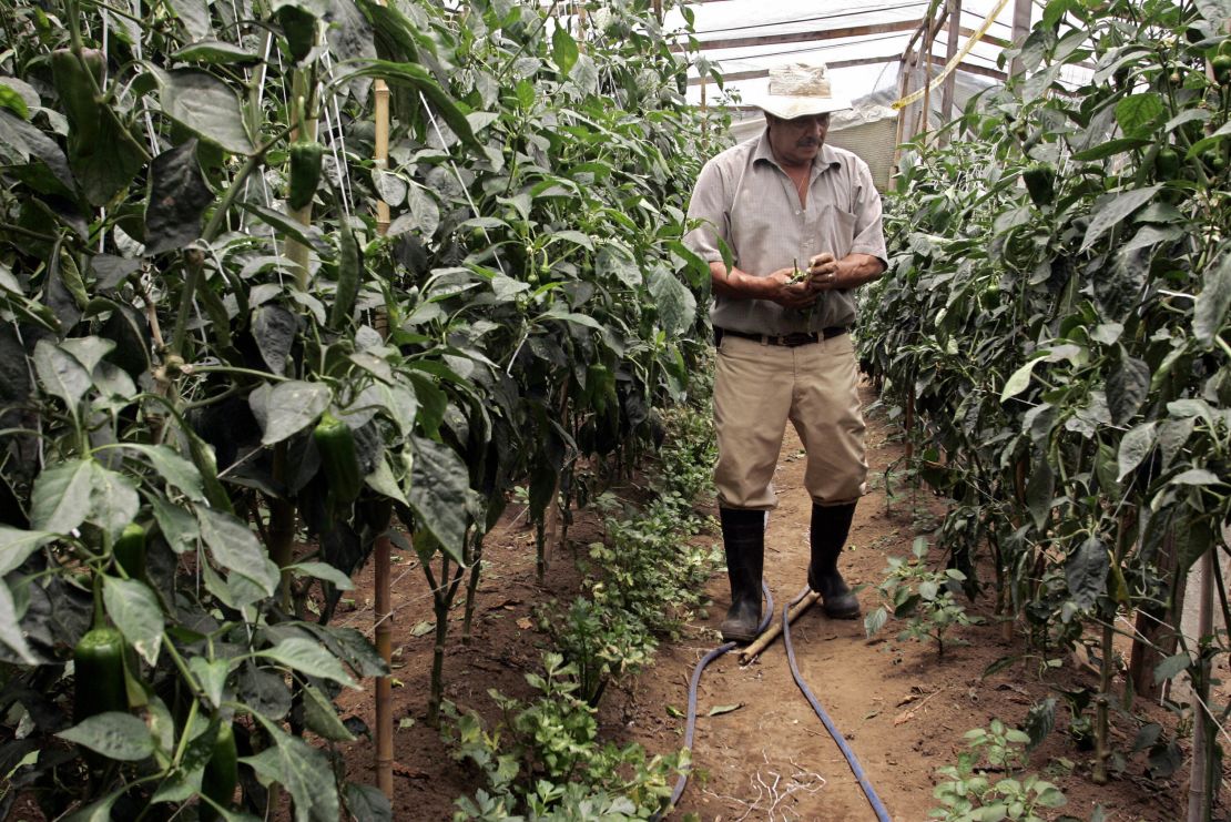 A Costa Rican organic farmer  checking chili plants at a farm near San Jose. 