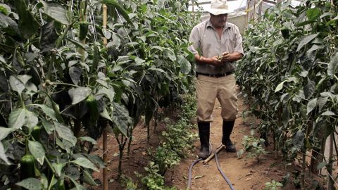 A Costa Rican organic farmer checking chili plants at a farm near San Jose.