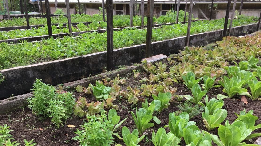 Petit St. Vincent's garden is right outside the resort's kitchen door.