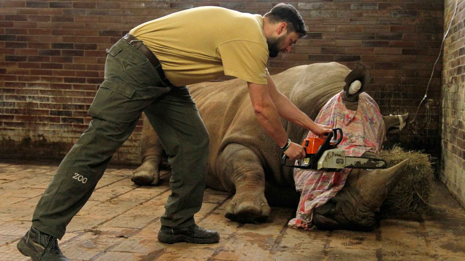 Pamir had his horn removed. The surgery carries some risk but does not hurt, zoo officials said.