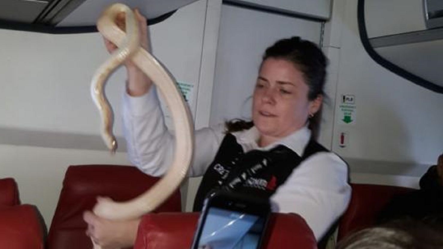 The snake found aboard an Alaska commuter flight was not a tiny garden snake.