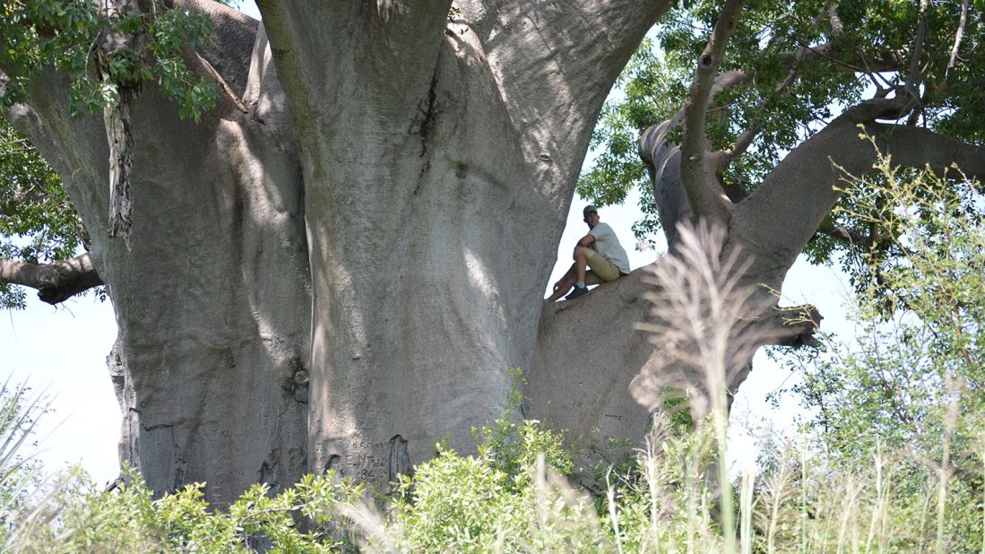 <strong>The giant baobab trees: </strong>Plentiful water and the hot climate cause the baobab trees to grow to Godzilla-like size in the Caprivi Strip.<br />