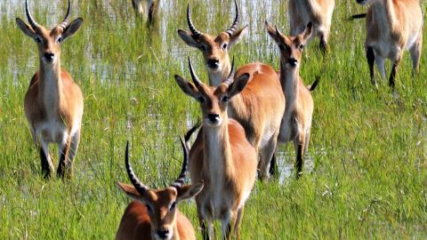 Caprivi 5 - Red Lechwes in the wetlands of Mahango Core Area. Photo by Joe Yogerst