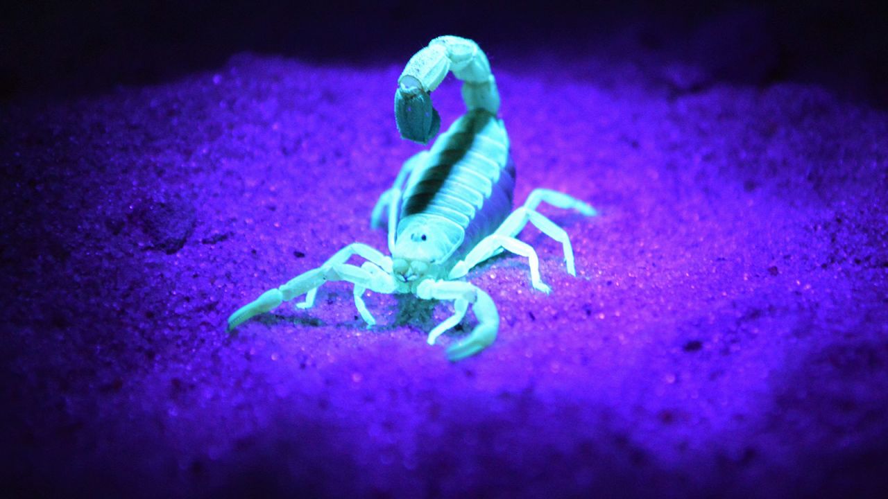 <strong>The bush after dark: </strong>Camps and lodges in the Caprivi offer nighttime game drives to view animals that are more active after dusk. Nocturnal creatures are everywhere, from owls and bats to snakes and scorpions like the one shown here under a UV flashlight. <br />