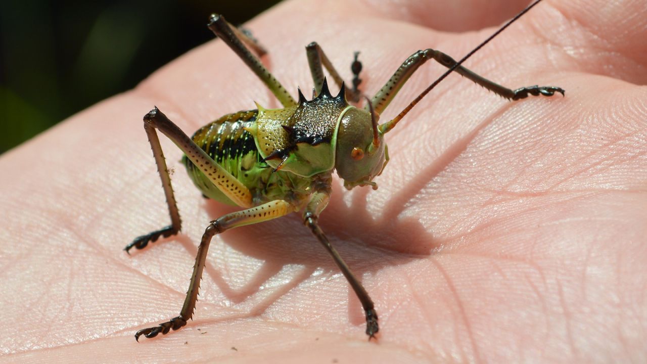 <strong>Small but interesting: </strong>The<strong> </strong>Caprivi is rife with smaller creatures that often get overlooked in the rush to see the obvious animals. The area has a wide variety of reptiles, amphibians and insects like this "dikpens", or armored bush cricket. 