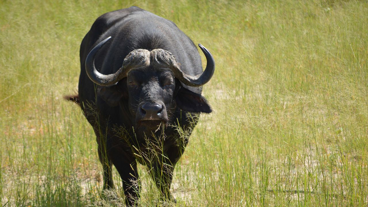<strong>Home of the cape buffalo: </strong>The Caprivi Strip is the only place in Namibia where  the hulking cape buffalo, one of the charter members of the "Big Five" of African wildlife, can be spotted. 