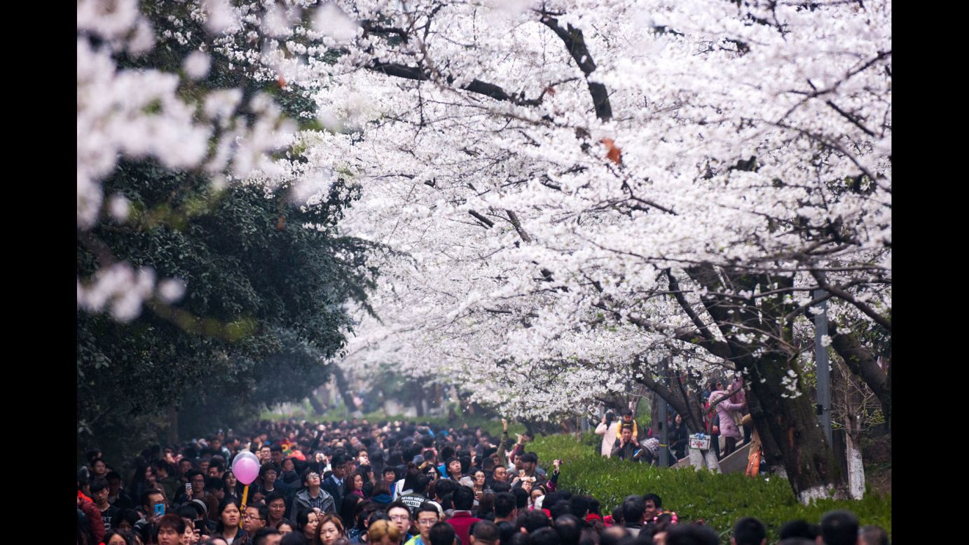 <strong>Wuhan, China: </strong>People view springtime cherry blossoms at Wuhan University in central China's Hubei Province. 