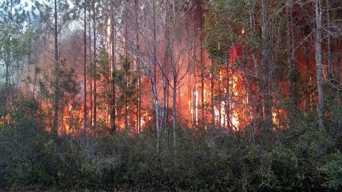 At least 10 structures were destroyed in a wildfire in Nassau County, FL Wednesday, according to a series of tweets on the Florida Forest Services verified Twitter account.
The Garfield Road Fire has burned an estimated 350-400 acres along County Route 119 near Bryceville, and is 50% contained at this time, according to the Florida Forest Service.
Officials say the fire was caused by a man burning paper book books Wednesday afternoon. Burning household garbage is illegal in Florida.
Emergency and firefighting crews from multiple agencies are working throughout the night, and Florida Forest Service officials say the fire is no longer spreading. Evacuations have been ordered along nearby County Route 119 as a precaution.