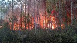 At least 10 structures were destroyed in a wildfire in Nassau County, FL Wednesday, according to a series of tweets on the Florida Forest Services verified Twitter account. The Garfield Road Fire has burned an estimated 350-400 acres along County Route 119 near Bryceville, and is 50% contained at this time, according to the Florida Forest Service. Officials say the fire was caused by a man burning paper book books Wednesday afternoon. Burning household garbage is illegal in Florida. Emergency and firefighting crews from multiple agencies are working throughout the night, and Florida Forest Service officials say the fire is no longer spreading. Evacuations have been ordered along nearby County Route 119 as a precaution.