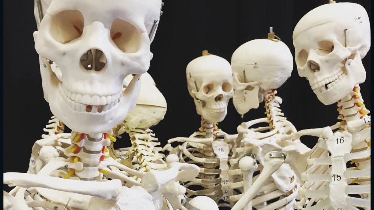 A stock photo of anatomical skeletons. Prior to a 1985 ban, India was one of the world's leading exporters of human remains. 