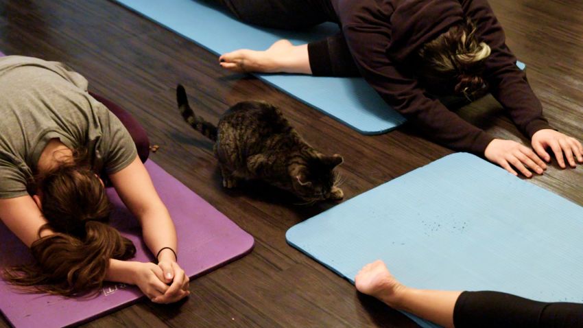 away_nyc_cat_yoga