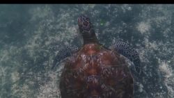 gbs saving sea turtles pkg_00015021.jpg
