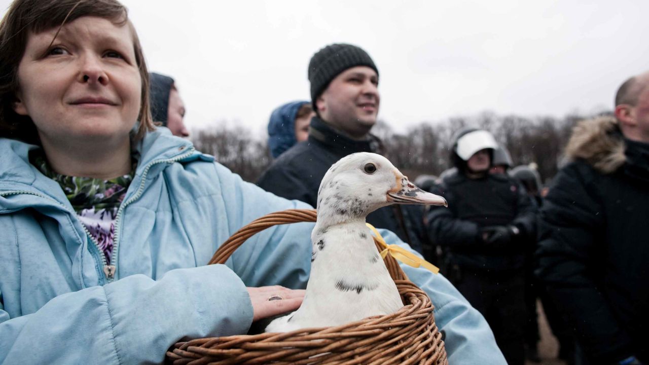 Ducks have become a symbol of anti-corruption in Russia, referencing a reported giant duck house at one of Medvedev's summer houses.