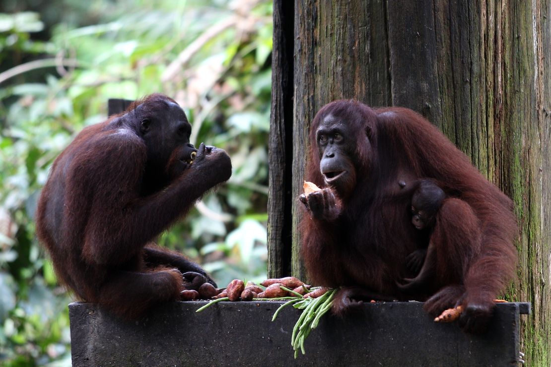 Quintessential Malaysian Borneo -- a visit to the Sepilok Orangutan Sanctuary.