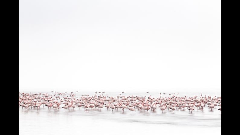 <strong>Flamingos Soul: </strong>The best wildlife image was Alessandra Meniconzi's "Flamingos Soul," taken in Namibia.<strong> </strong>"I am not a wildlife photographer but when I saw the first time the flamingos on the shallow waters of Walvis Bay I really get crazy!," says the photographer.<br /><br />© Alessandra  Meniconzi, Switzerland, 1st Place, Open, Wildlife, 2017 Sony World Photography Awards