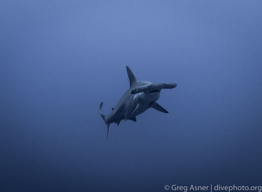In 2016, researcher Greg Asner ventured into the Spratlys to better understand the ecological cost of the land reclamation. A scalloped hammerhead shark is pictured here near Swallow Reef. 