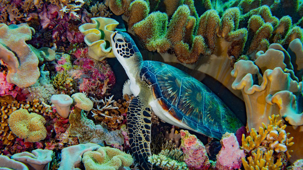 South China Sea Spratlys underwater 2