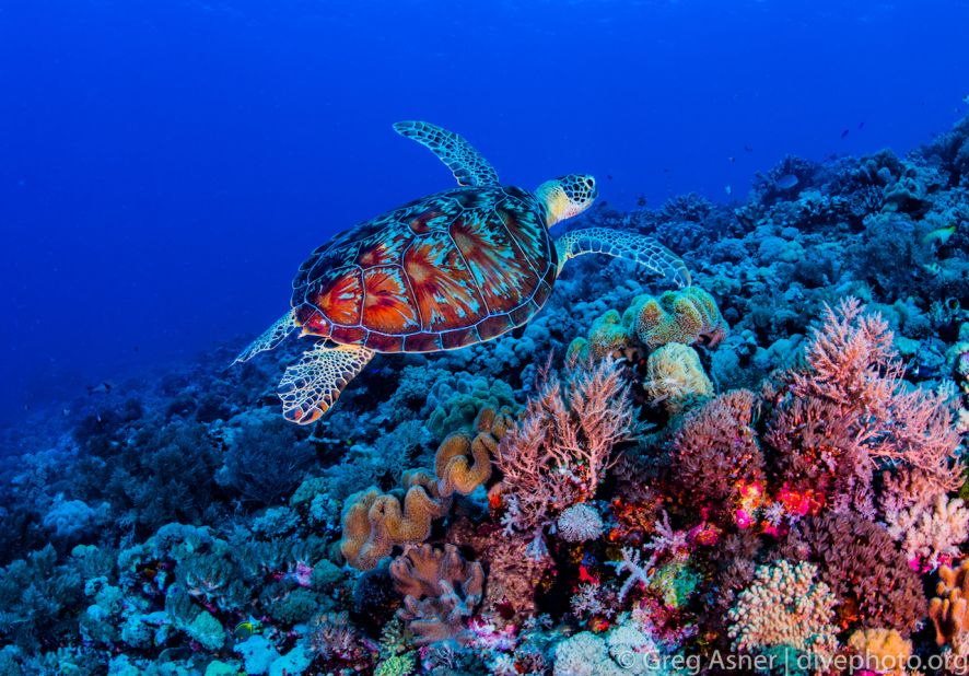 The Spratly Islands are an archipelago of atolls and reefs that support 600 coral species and 6,000 fish species -- but they are under threat from large-scale land reclamation in the contested waters of the South China Sea. This photo of a sea turtle in a coral garden was taken at Swallow Reef in the southeast of the archipelago.  All photos by Greg Asner.