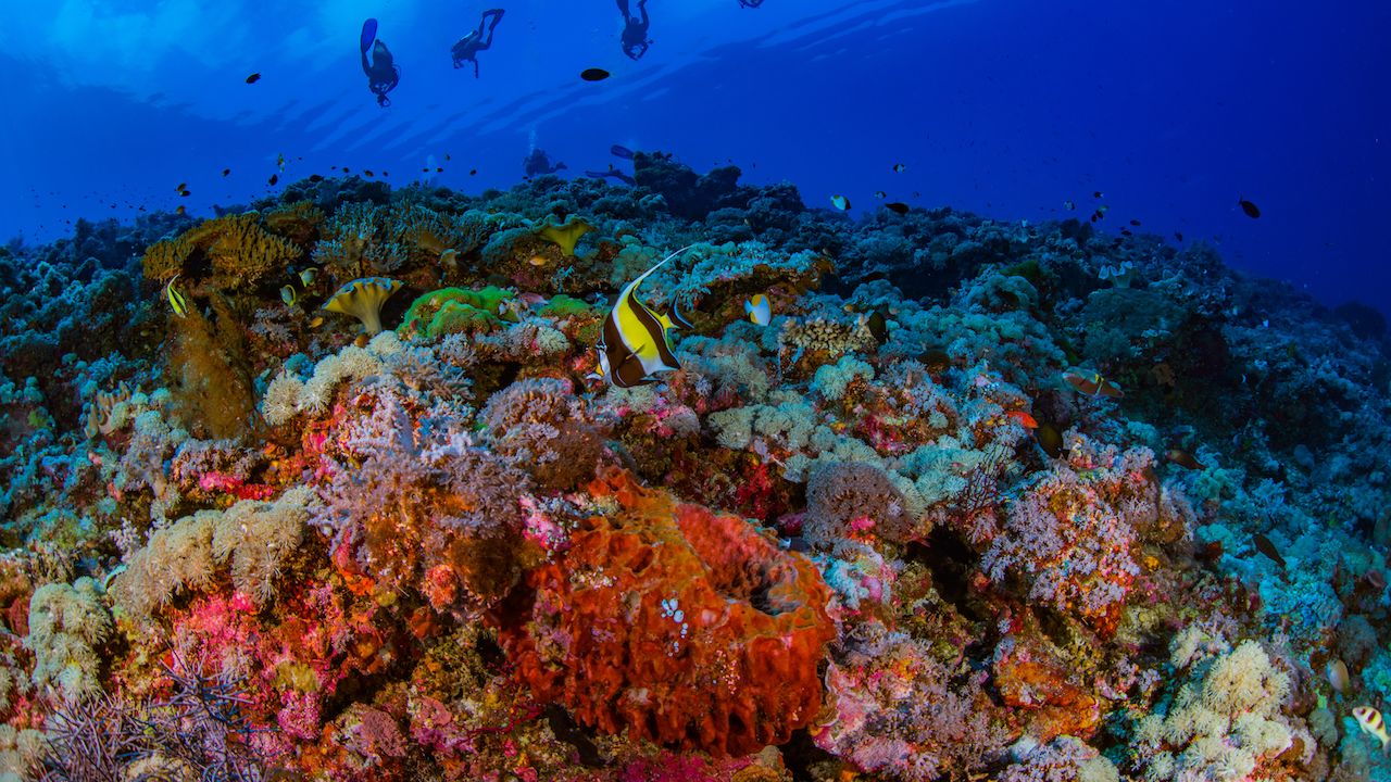 South China Sea Spratlys underwater 5